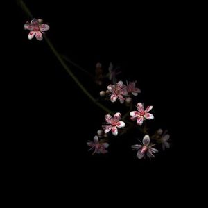 免费看裸体🔞🔞🔞网站阳水
