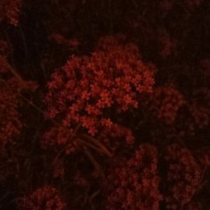 免费看裸体🔞🔞🔞网站阳水
